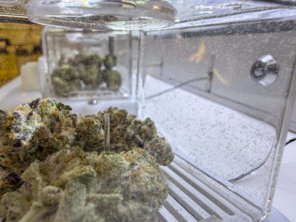 Ohio’s Recreational Marijuana Prices Are Higher Than What Michigan Customers Pay